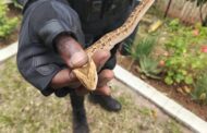 Snake captured in a garden in Ballito