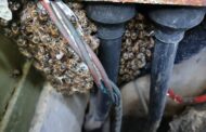 Bees removed from a Municipal mini-electrical substation
