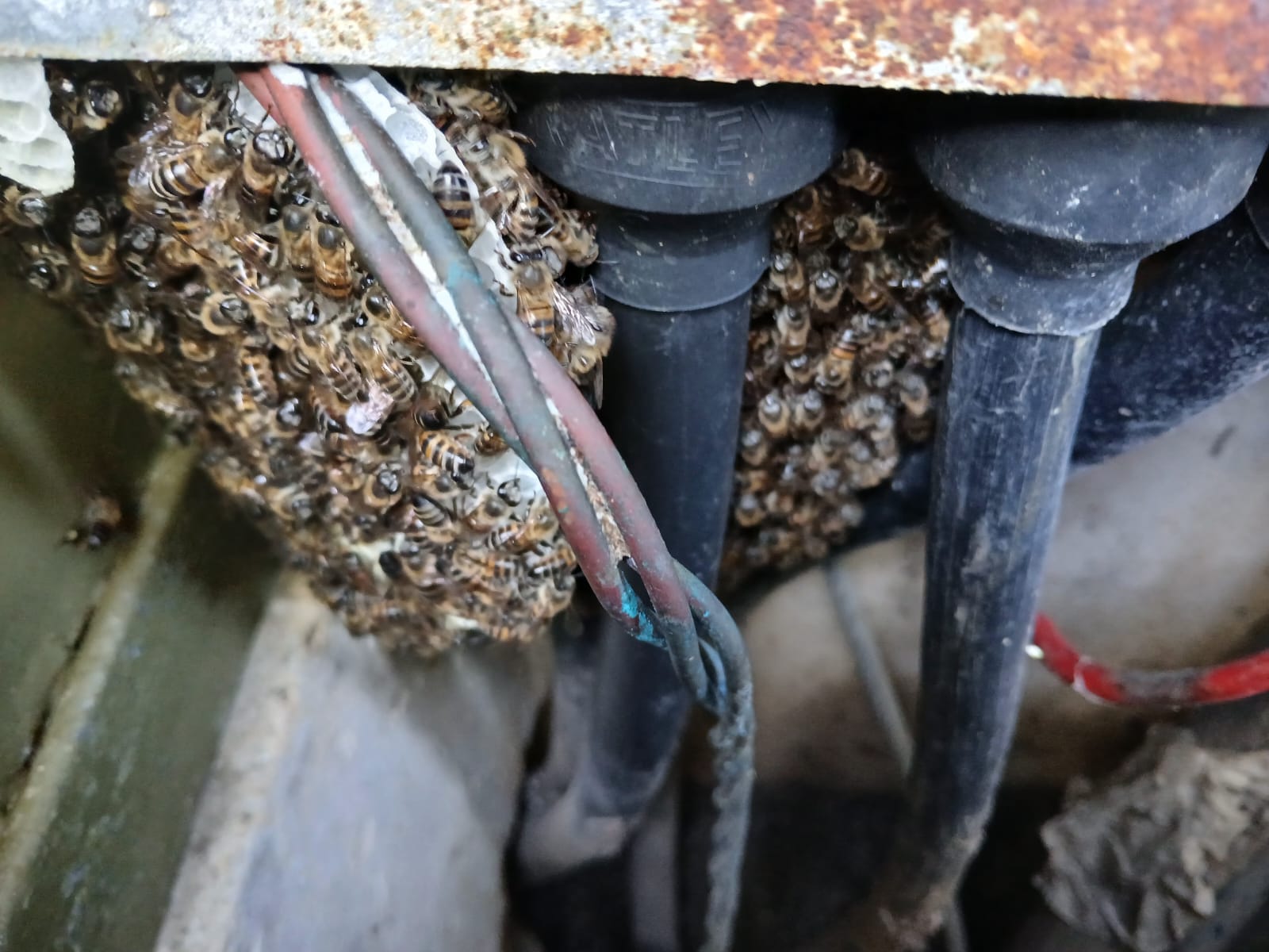 Bees removed from a Municipal mini-electrical substation