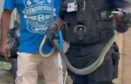 Black Mamba Captured & Released: Mt View - KZN