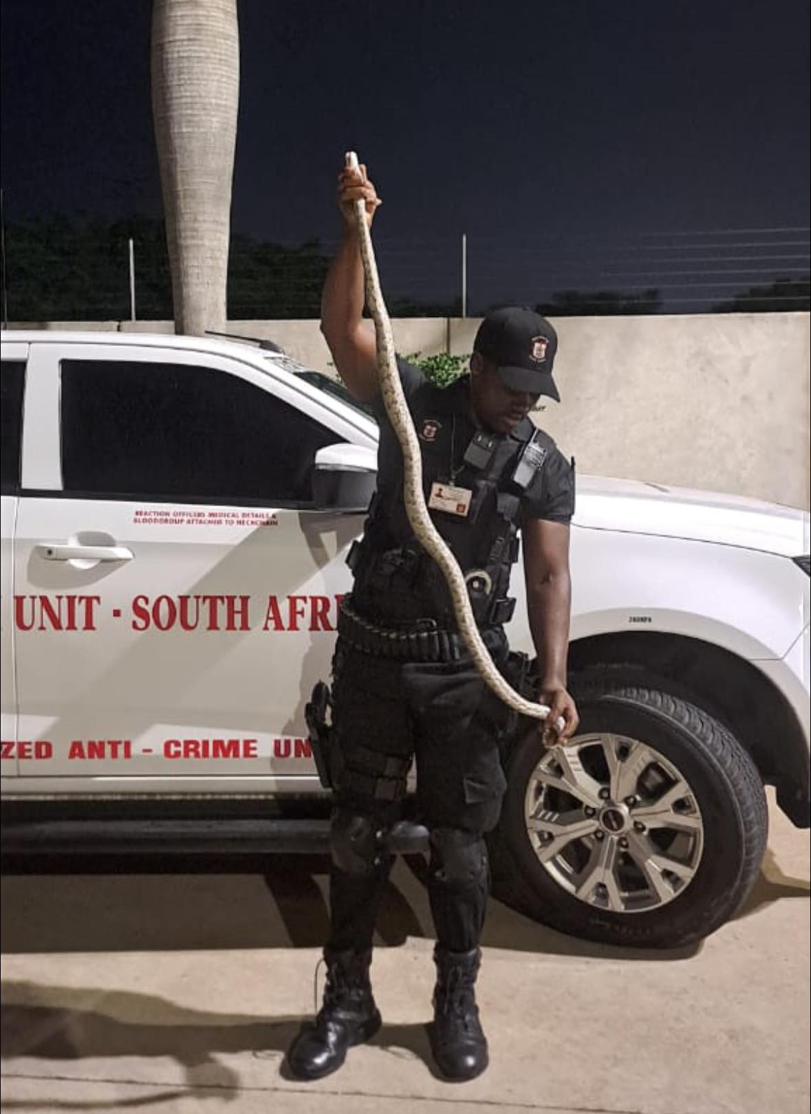 African Rock Python Captured: Canelands - KZN
