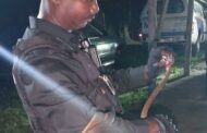 Dogs alert homeowner to black mamba on property in Buffelsdraai
