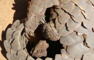 Accused in court for illegal possession of pangolin