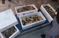 Khayelitsha Tactical Response Team confiscate rock lobsters in Macassar