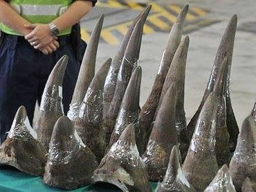 Minister George applauds hefty sentence imposed on Congolese rhino poacher and money launderer