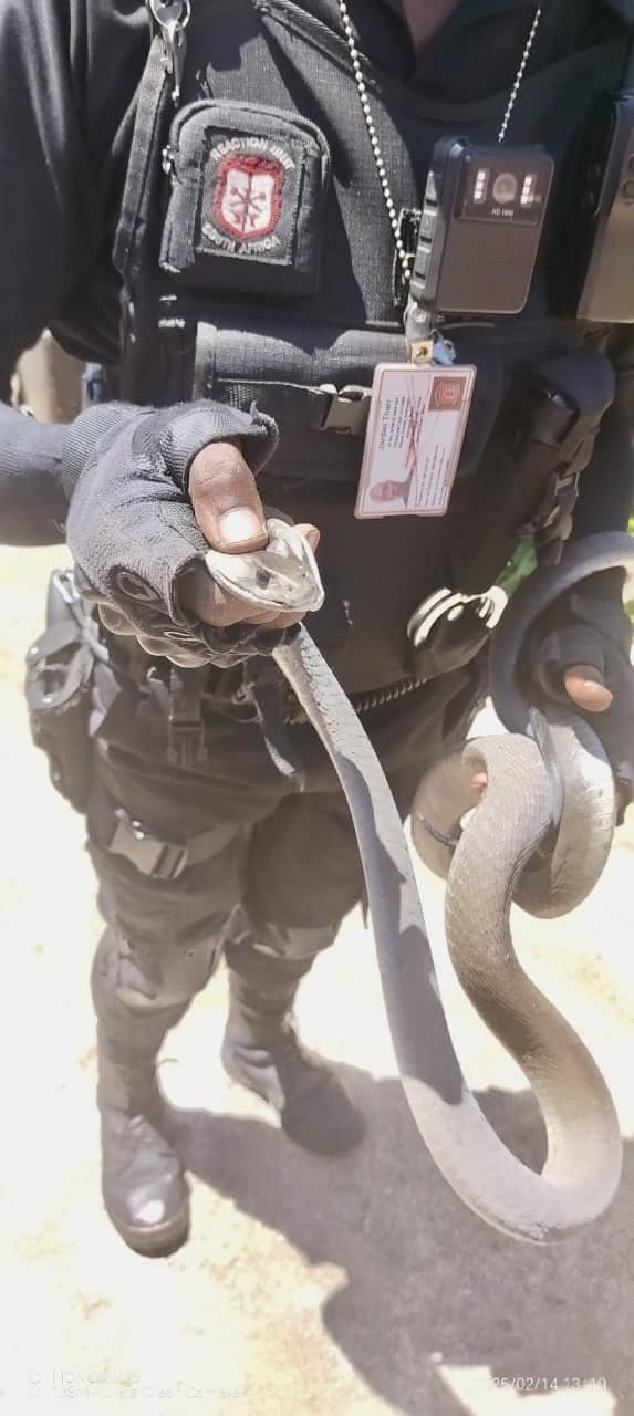 2.5 Meter Black Mamba captured in Belvedere