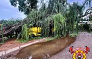 Large tree falls on vehicles on Swan Avenue, Florida Lake, Roodepoort