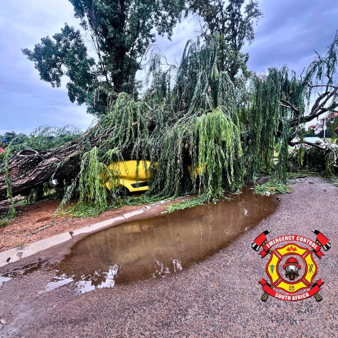 Large tree falls on vehicles on Swan Avenue, Florida Lake, Roodepoort