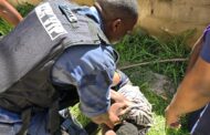Suspect arrested for housebreaking in the Clayfield area of Phoenix
