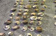 Four male suspects arrested for possession of abalone