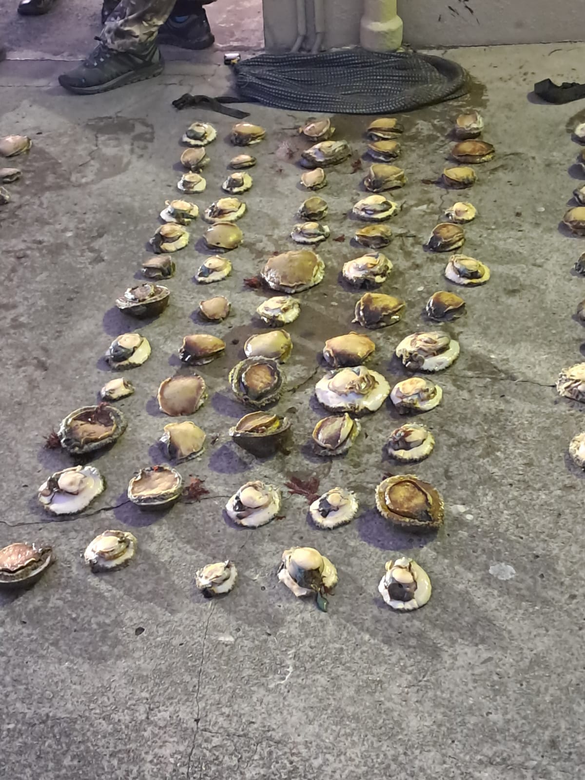 Four male suspects arrested for possession of abalone