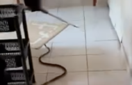 Boomslang captured in a home in Mount Vernon