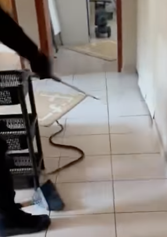 Boomslang captured in a home in Mount Vernon