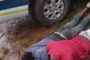 Suspects sought by Harrismith Police following a shooting incident