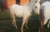 80-year-old man arrested for stock theft