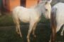 80-year-old man arrested for stock theft