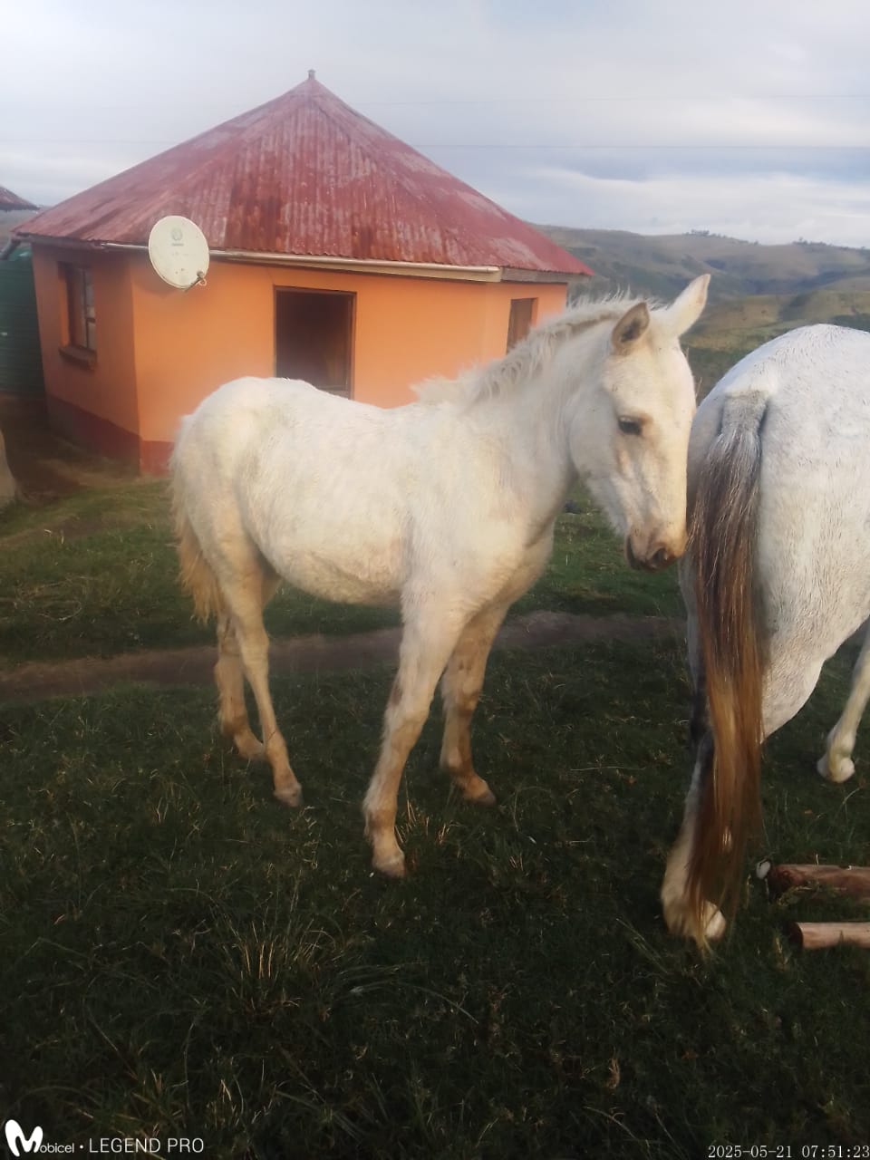 80-year-old man arrested for stock theft