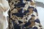 Five firearms recovered and two suspects arrested