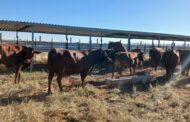 Two suspects arrested for stock theft in Upington