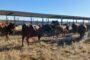 Two suspects arrested for stock theft in Upington