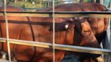 Illegal immigrant appears in court for stock theft