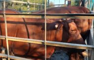 Illegal immigrant appears in court for stock theft
