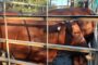 Illegal immigrant appears in court for stock theft