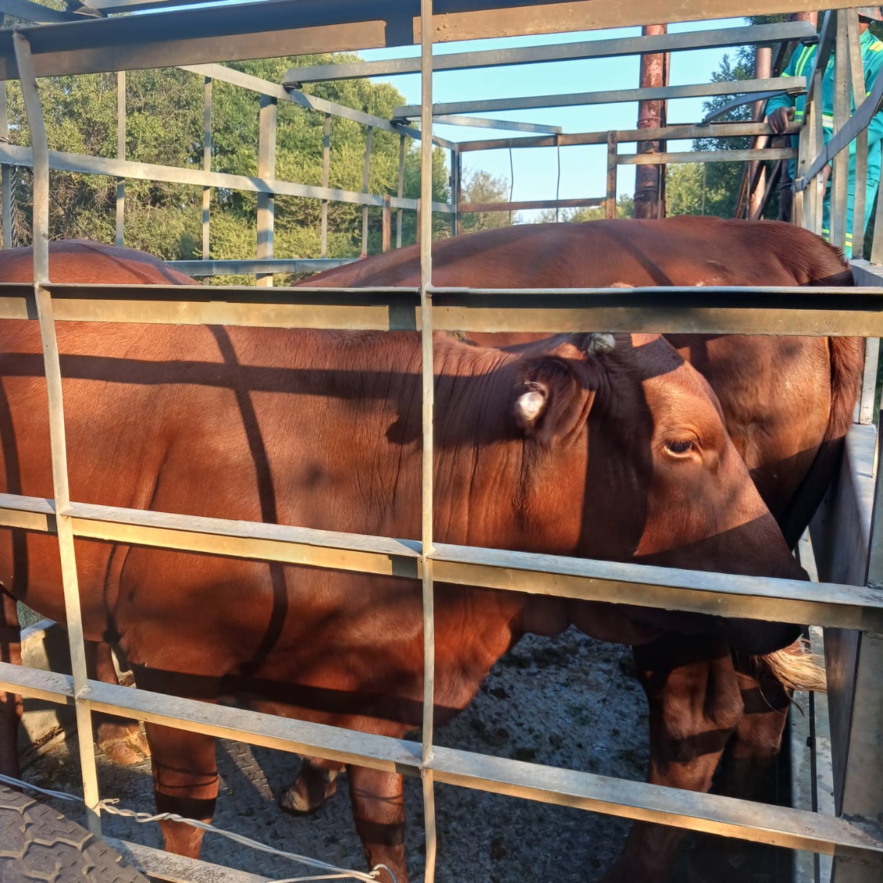 Illegal immigrant appears in court for stock theft