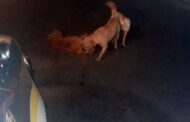 Dedicated Reaction Officer Stops to Break Up Dog Fight