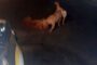 Dedicated Reaction Officer Stops to Break Up Dog Fight