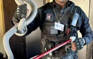 2.2 Meter Black Mamba Captured: Osindisweni - KZN