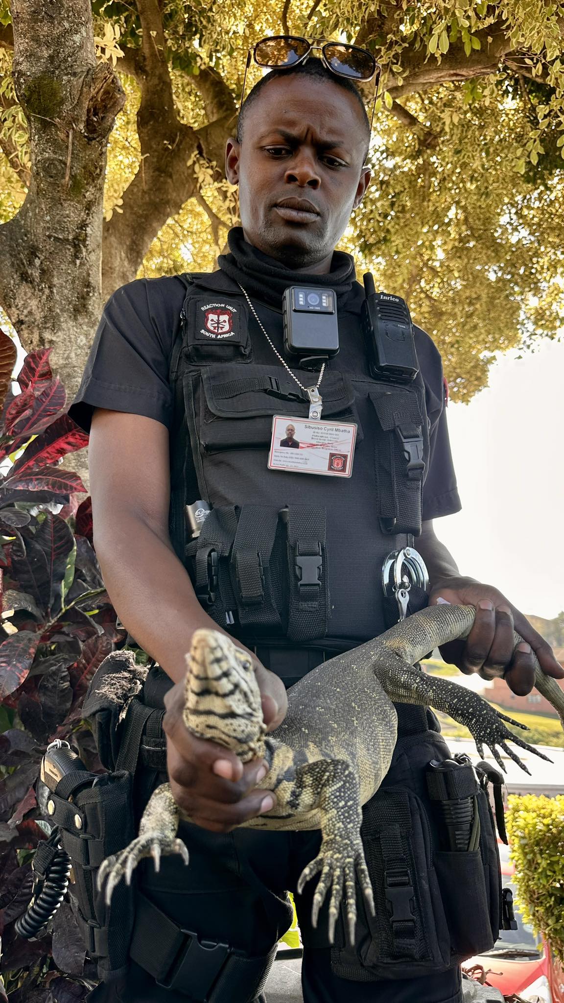 Monitor Lizard Captured: Ottawa - KZN