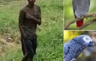 Drug Users Steal Parrots: Phoenix - KZN