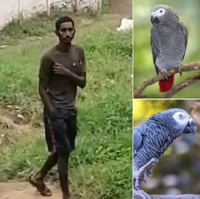 Drug Users Steal Parrots: Phoenix - KZN
