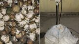 Three suspects arrested for illegal possession of abalone in Gonubie