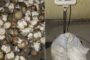 Three suspects arrested for illegal possession of abalone in Gonubie