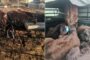 Swift police action leads to recovery of alleged stolen livestock at Riebeeckstad