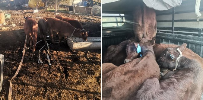 Swift police action leads to recovery of alleged stolen livestock at Riebeeckstad