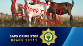 Investigation underway after livestock theft at Ga-Chuene