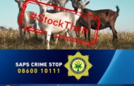 Investigation underway after livestock theft at Ga-Chuene