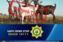Investigation underway after livestock theft at Ga-Chuene