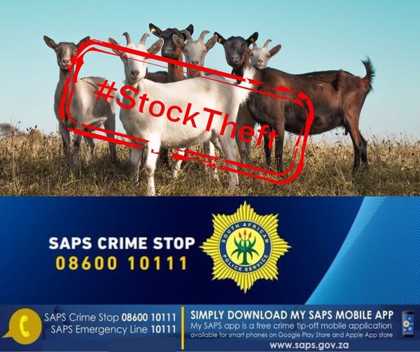 Investigation underway after livestock theft at Ga-Chuene