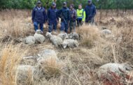 The Police in Chrissiemeer recovered 14 sheep that were reportedly stolen at a certain farm in Chrissiesmeer