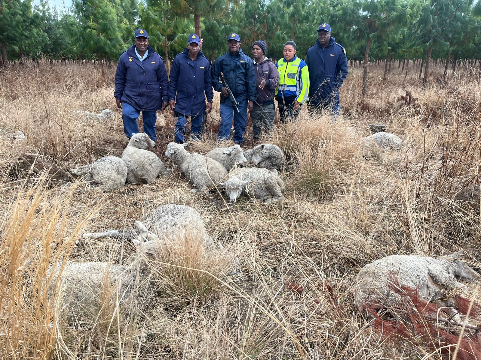 The Police in Chrissiemeer recovered 14 sheep that were reportedly stolen at a certain farm in Chrissiesmeer