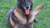 Police dog Adze tracks down one of 3 robbery suspects hiding in bushes