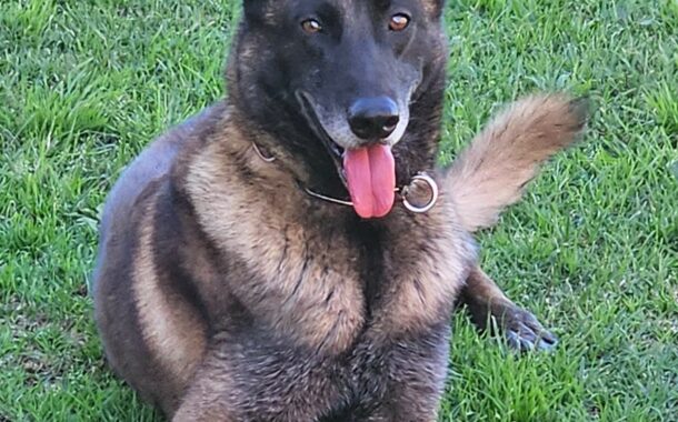 Police dog Adze tracks down one of 3 robbery suspects hiding in bushes