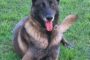 Police dog Adze tracks down one of 3 robbery suspects hiding in bushes