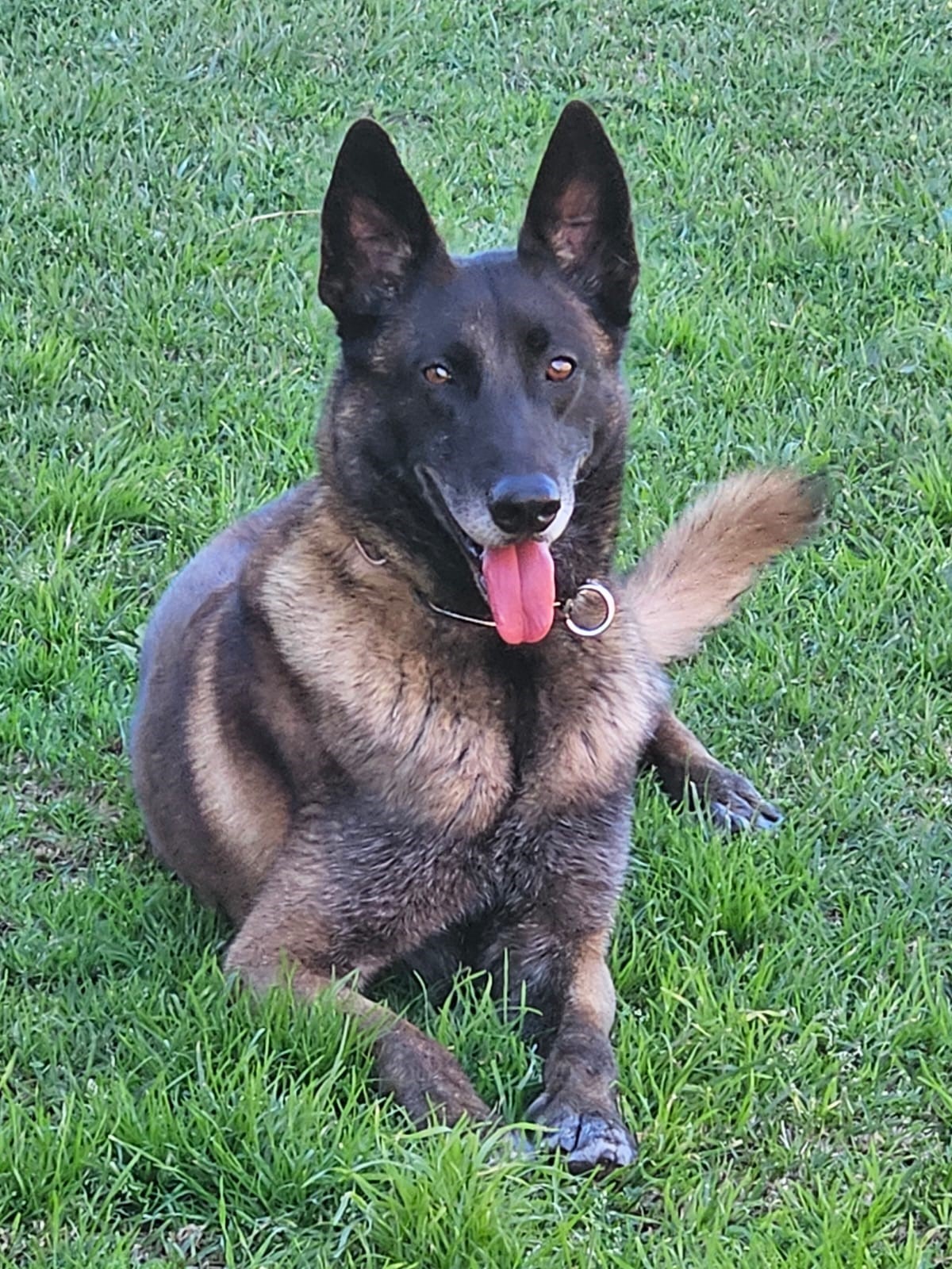 Police dog Adze tracks down one of 3 robbery suspects hiding in bushes