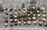 Da Gamaskop police confiscate abalone estimated at R13 000 in Mossel Bay