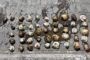 Da Gamaskop police confiscate abalone estimated at R13 000 in Mossel Bay